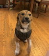 Zeke**NO MORE APPS**