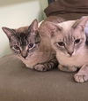 Daisy and Missy