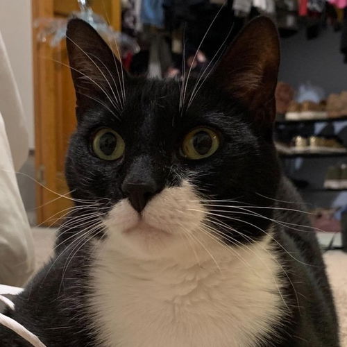 Niko