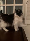 Fefe *FRONT PAW DECLAW*