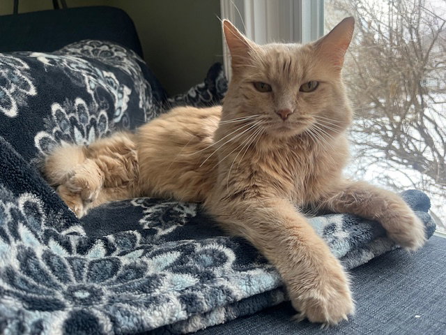 Alaina  Domestic Long Hair (long coat) Female