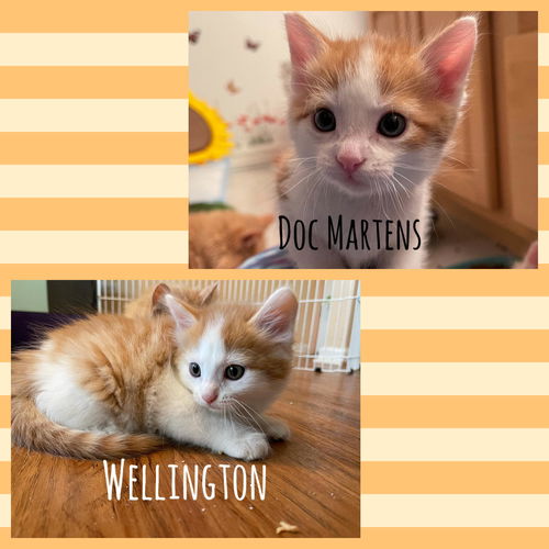 Wellington