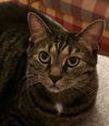 Bailey *FOUR PAW DECLAW*