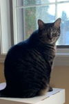 Bailey *FOUR PAW DECLAW*