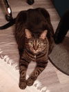 Bailey *FOUR PAW DECLAW*