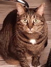 Bailey *FOUR PAW DECLAW*