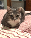 Stella
