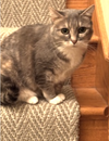 Stella