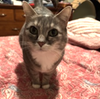 Stella
