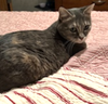 Stella