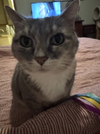 Stella