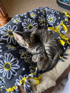 Haven (adopted with Vox)
