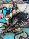Haven (adopted with Vox)