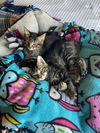 Haven (adopted with Vox)