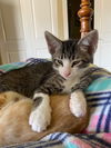 Nelson (adopted with Porter)