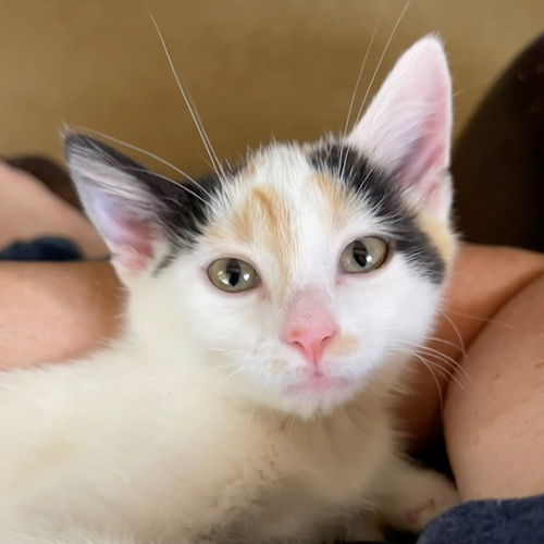 Tara