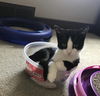 Fable (adopted with Marley)