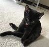 Fable (adopted with Marley)