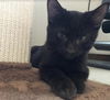 Fable (adopted with Marley)