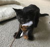 Fable (adopted with Marley)