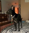 Finley