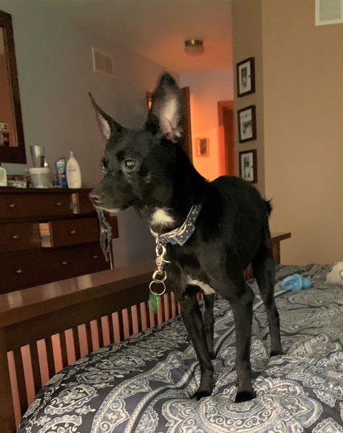 Finley