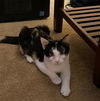 Callie