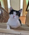 Callie