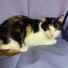 Callie
