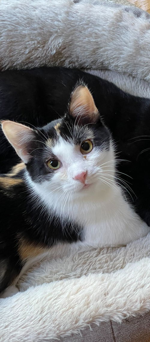 Callie