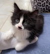 Harper