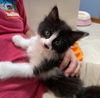 Harper