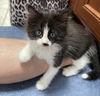 Harper