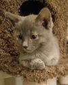 Harriet (adopted with Fitz)