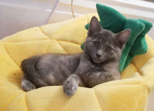 Harriet (adopted with Fitz)