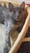 Harriet (adopted with Fitz)