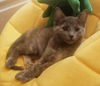 Harriet (adopted with Fitz)