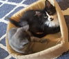 Harriet (adopted with Fitz)
