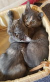 Harriet (adopted with Fitz)