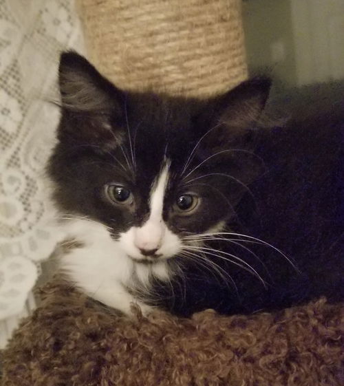 Fitz (adopted with Harriet)