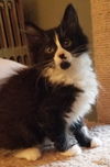 Fitz (adopted with Harriet)