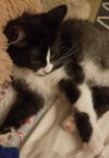 Fitz (adopted with Harriet)