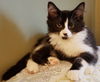 Fitz (adopted with Harriet)