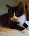 Fitz (adopted with Harriet)
