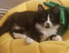 Fitz (adopted with Harriet)