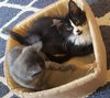 Fitz (adopted with Harriet)