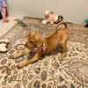 Isadora**NO MORE APPS**