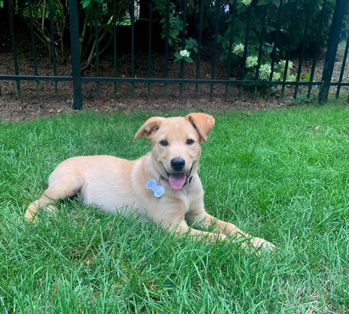 Finn