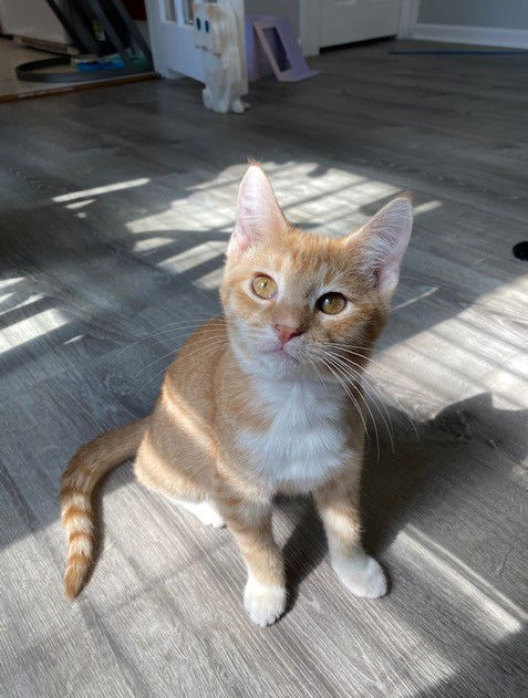 Yoda