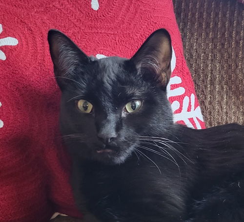 Wendell **Tripod**